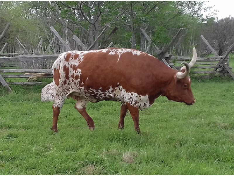Texas longhorn cow... during the visit of Guada and Jose to Ankit in April 2018